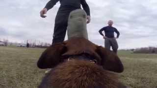 Bitework with GoPro dog harness mount