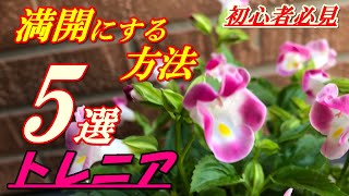 花 トレニアの育て方 植え付け Youtube 花 トレニアの育て方 植え付け Youtube
