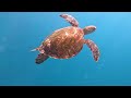 Swimming with Turtles in Rarotonga