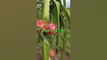 Kebun buah naga