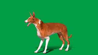 ibizan hound dog  game ready by Nyilonelycompany 28 views 3 weeks ago 51 seconds