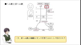 非ヘム鉄の吸収率は、 ヘム鉄の吸収率よりも高い。 （○or×）