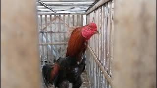 Ayam ayam gagah terawat Bangkok dan wangon.