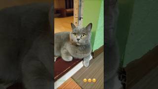 Кицюня #cat #cats #кот #котики #котик