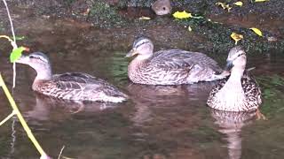 Duck Diary 27 by Bailey Brown 4 views 3 years ago 1 minute, 12 seconds
