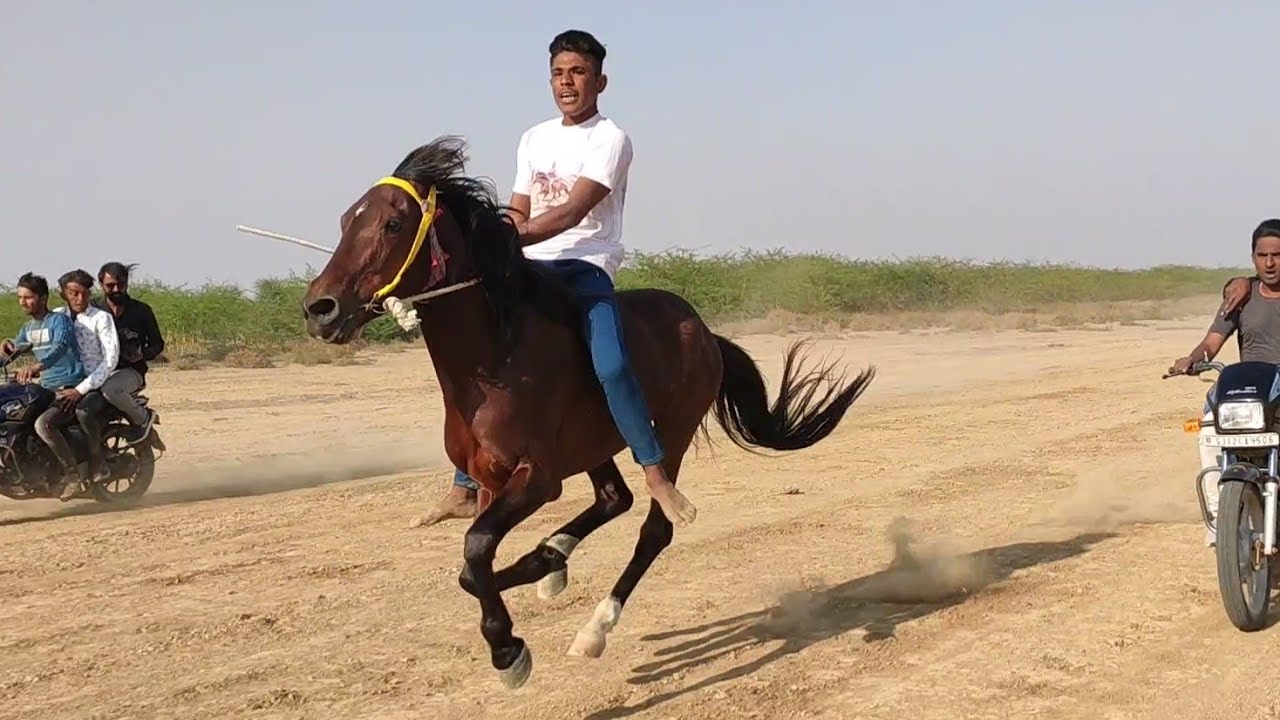 Kutch Big Horse Race In Dharang Makan Dada 2020 YouTube