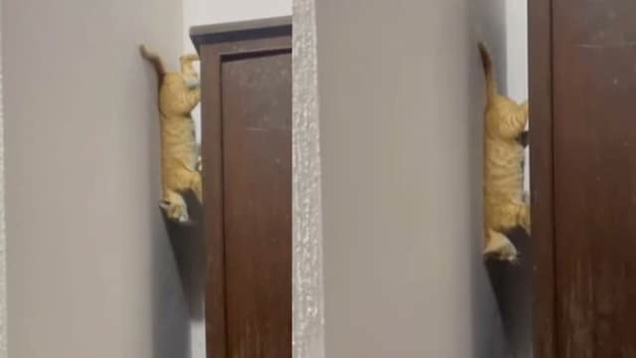 This Cats Incredible Closet Exit Is The Cutest Thing On The Internet Today