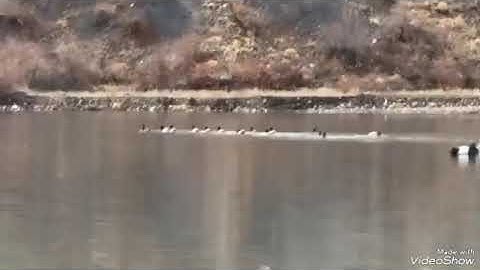 Chitral duck hunting