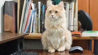 パパさんの作業を見守る猫が可愛い件