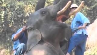 Таиланд, слоны