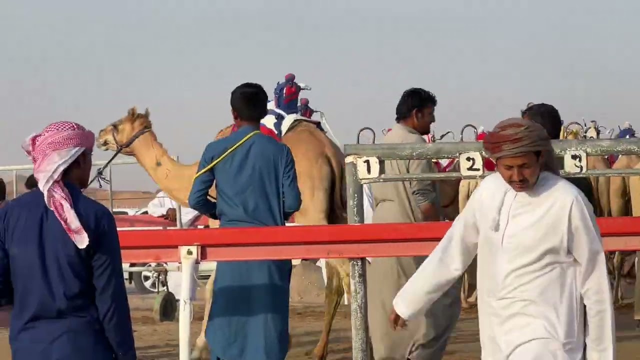 #camelherding#dubai 🏜️