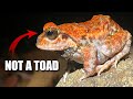 Fork Tongued Frog Facts: a FROG with MANY NAMES 🐸 Animal Fact Files