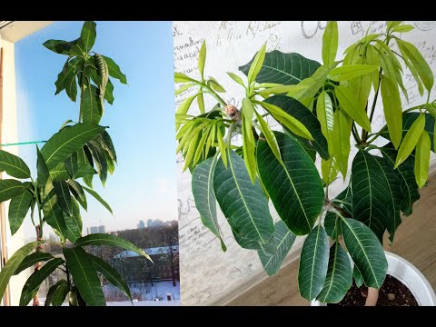 Видео: Обрезка манговых деревьев - советы о том, когда лучше всего обрезать манговое дерево