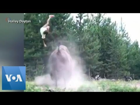 9-Year-Old Girl Tossed Violently by Charging Bison at Yellowstone