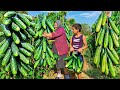 Harvesting Large Fresh Cucumbers and Preserving for Winter in the Village!