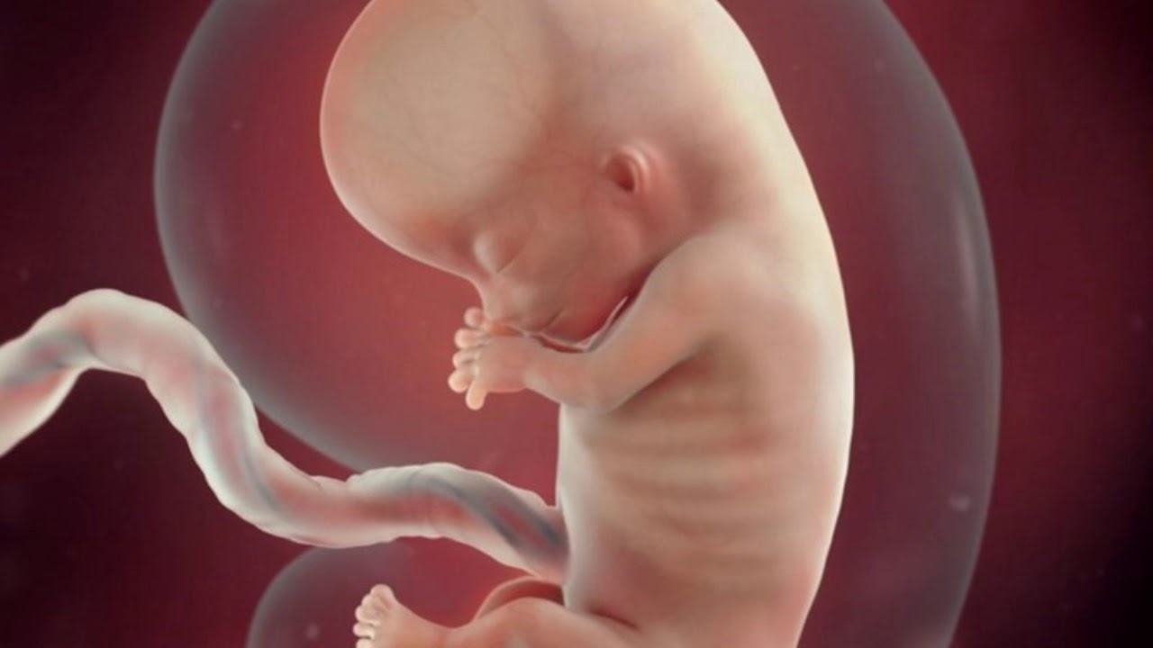 Человек в утробе матери. Эмбрион на 11 неделе беременности. 11 Недель беременности фото плода. 11 Неделя беременности 11 неделя беременности. Ребёнок в утробе 11 недель беременности.