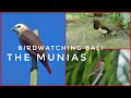 Birdwatching Bali | The Munias | You never been to Bali if you haven&#39;t seen Bali birds in nature