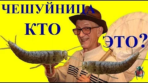 Did You See Silverfish (Lepisma saccharina) in House? Is It Dangerous, Pest or Not? Are You Afraid?