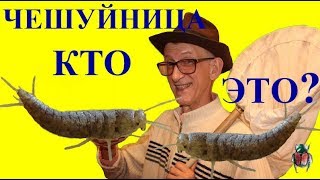 : Did You See Silverfish (Lepisma saccharina) in House? Is It Dangerous, Pest or Not? Are You Afraid?