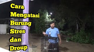 Inilah Cara Mengatasi Burung Stres dan Droup