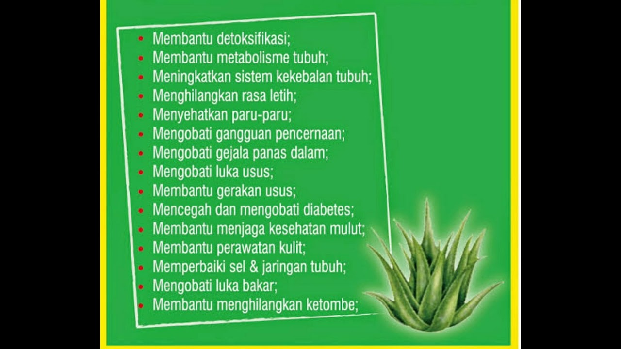Manfaat lidah buaya untuk kesehatan tubuh🐊