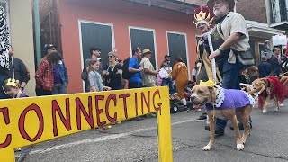 Dogs Gone Wild! | Barkus 2022, a Dog Parade during Mardi Gras | Bourbon Street, New Orleans