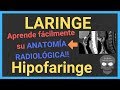 🤖Anatomía LARINGE (TAC y RM)...también HIPOFARINGE!!🤪