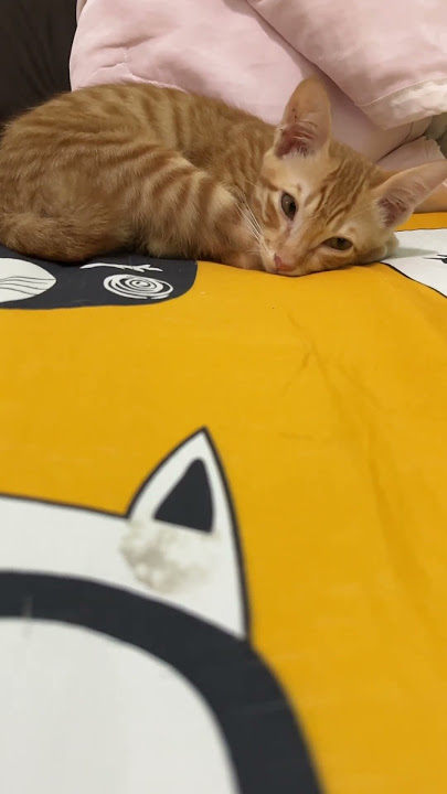 #แมวง่วง #ทาสแมว #cat #grilltime #youtubeshort #cutecat #song #funny #cat