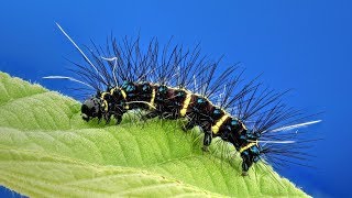 Spiny shiny Tiger Moth Caterpillar from Ecuador