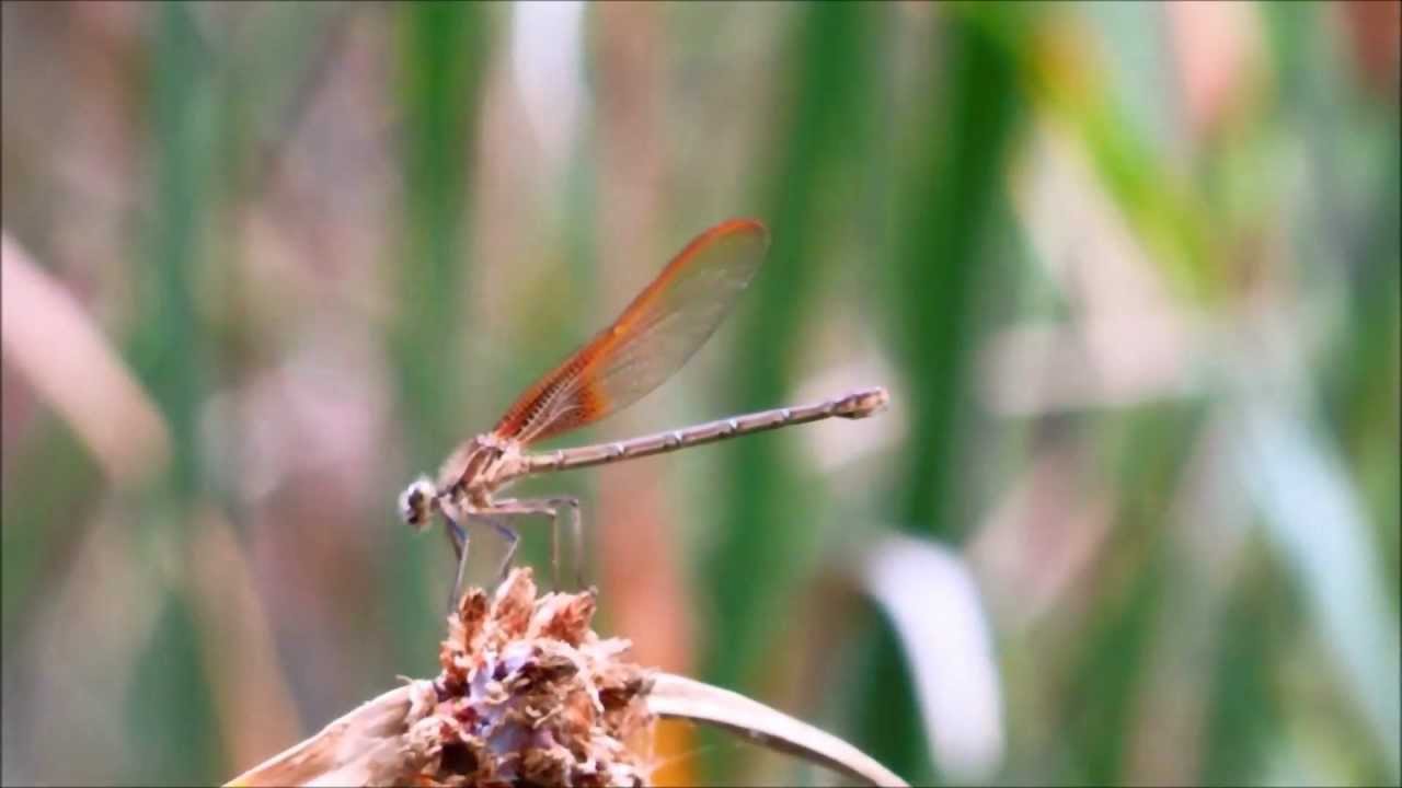 Female American Rubyspot Damselfly, Hetaerina americana, San Diego ...