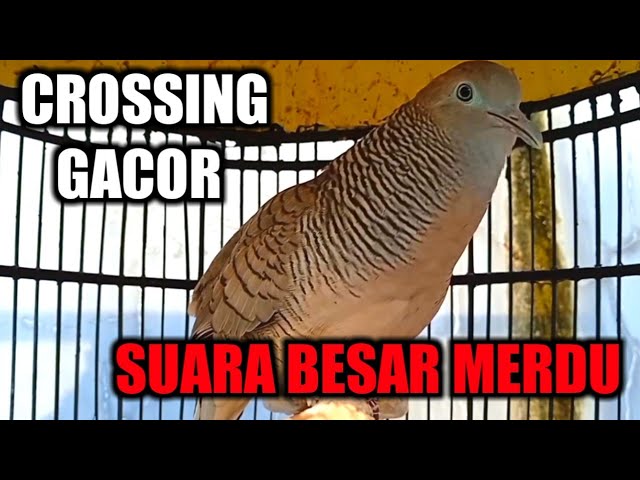PERKUTUT CROSSING GACOR SUARA BESAR MERDU class=