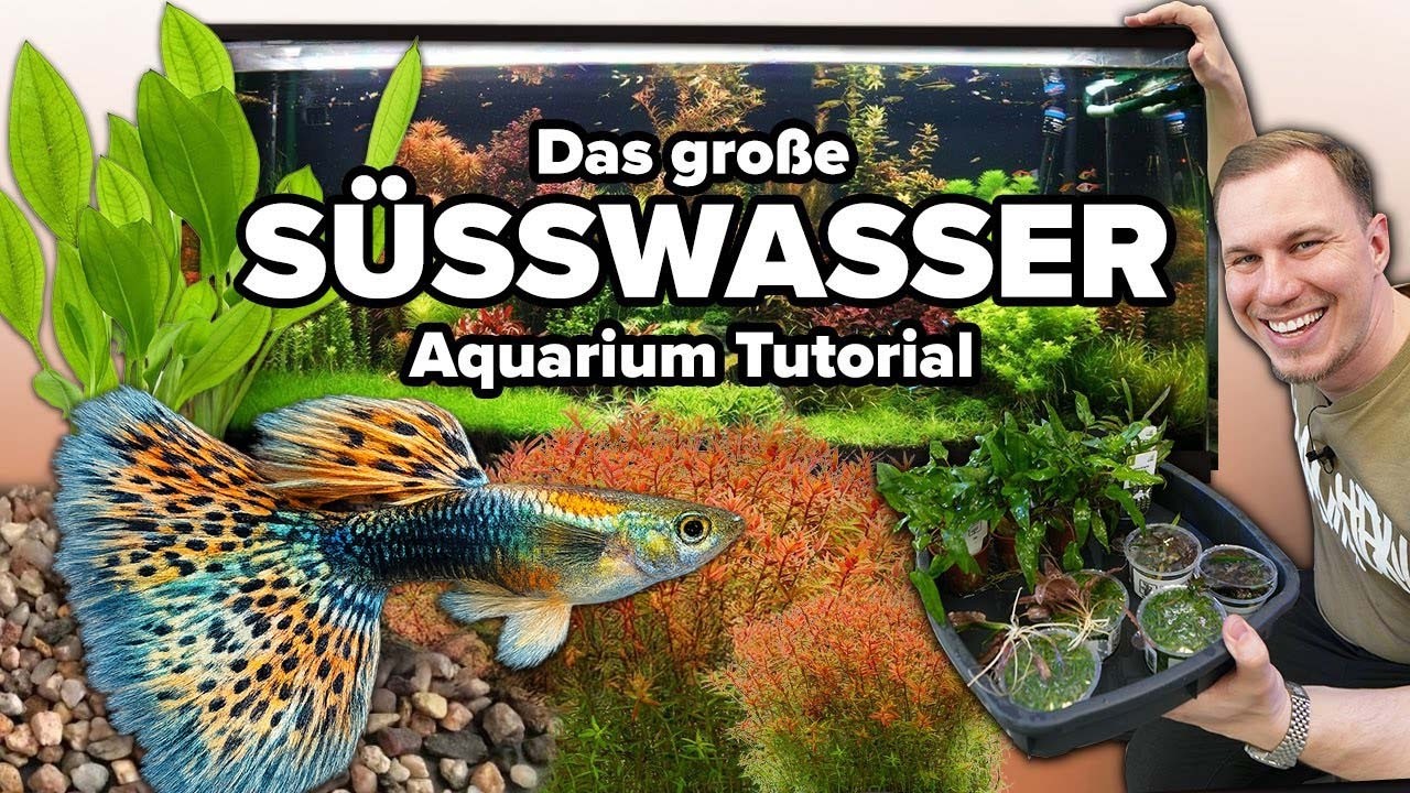 Das Süßwasseraquarium TUTORIAL - Keine Ahnung? Kein Problem! *LOW-BUDGET*