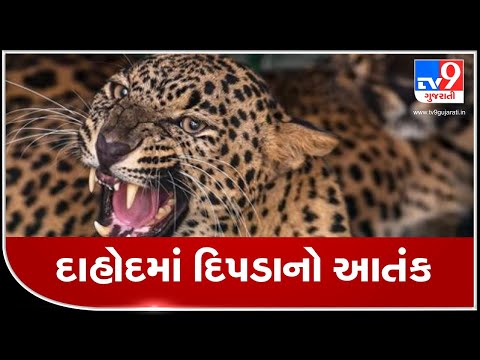 Dahod: Minor girl killed after being attacked by leopard in Dhanpur | TV9News