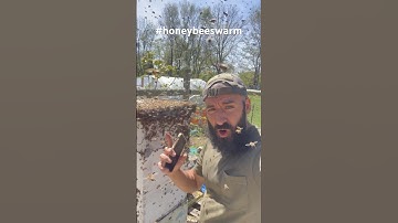 Honeybee swarm moved into empty boxes #honeybee #swarms #savethebees #swarmtrap