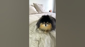 Thumbnail of Dog Reacts To Who Let The Dogs Out 🎶 #shorts #dog