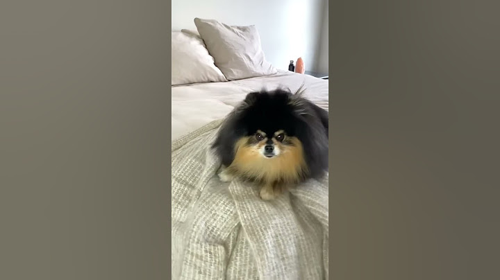 Dog Reacts To Who Let The Dogs Out 🎶 #shorts #dog