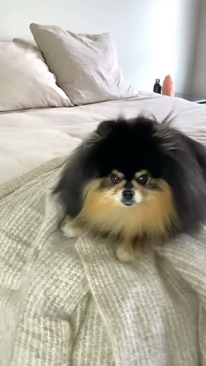 Dog Reacts To Who Let The Dogs Out 🎶 #shorts #dog