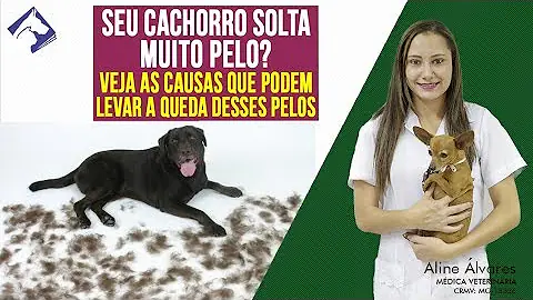 O que o cachorro tem além dos pelos?