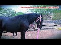 Marwar Horse Breeding: Masal Brothers Stud Farm