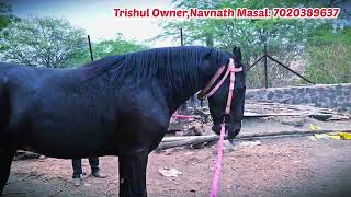 Marwar Horse Breeding: Masal Brothers Stud Farm