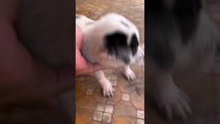 2 cún 🥰🥴
