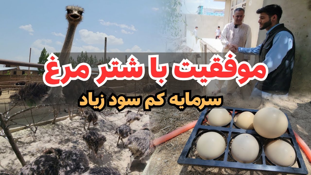 شغل پردرآمد با سرمایه کم | پرورش شترمرغ در افغانستان || شرکت مرغداری فقیری 
