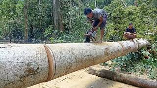 BELAH KAYU ARAU POSISI GANTUNG DI HUTAN RIMBA KALIMANTAN