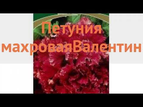 Петуния махровая Валентин