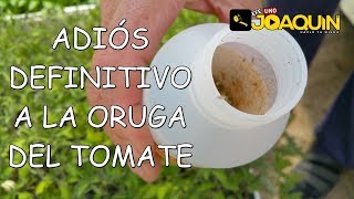 HOW TO COMBAT AND PREVENT THE GREATEST ENEMY OF TOMATO, LA TUTA