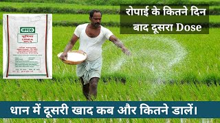 धान में खाद की दूसरी मात्रा कब और कितना डालें। Fartilizer second dose in paddy crop.