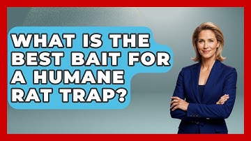 What Is The Best Bait For A Humane Rat Trap? - Insects and Invaders
