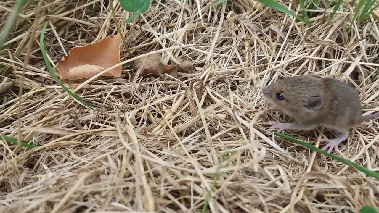 полевая мышь с коротким хвостом. полевая мышь предложение. полевка 2022. прометеева полевка. полевая мышь на алтае.