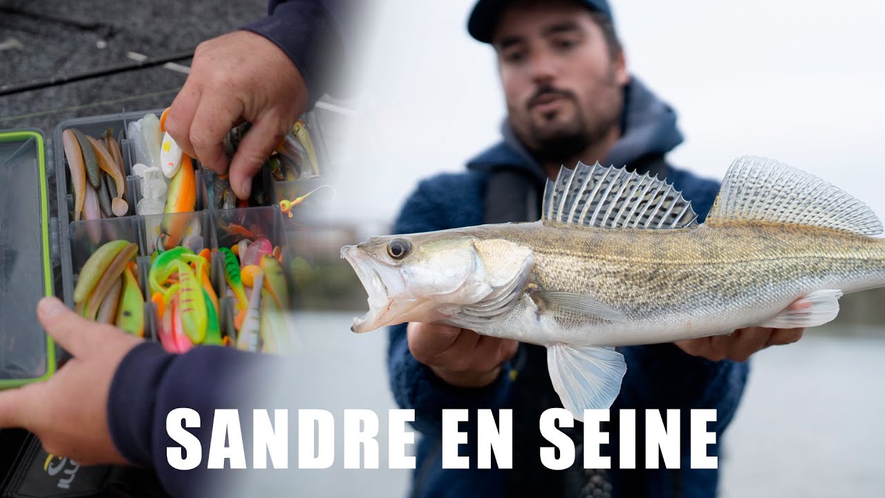 PÊCHE DU SANDRE en SEINE avec Gael EVEN & Antoine ALLEMAND