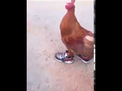 Crazy Chicken wearing sneakers - YouTube